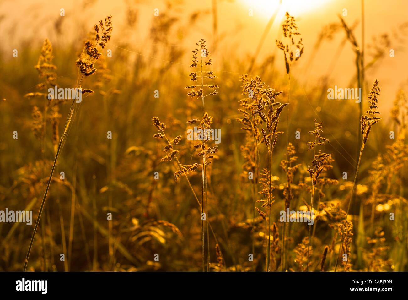Snohomish Valley sunrise nella nebbia con erba alta Foto Stock
