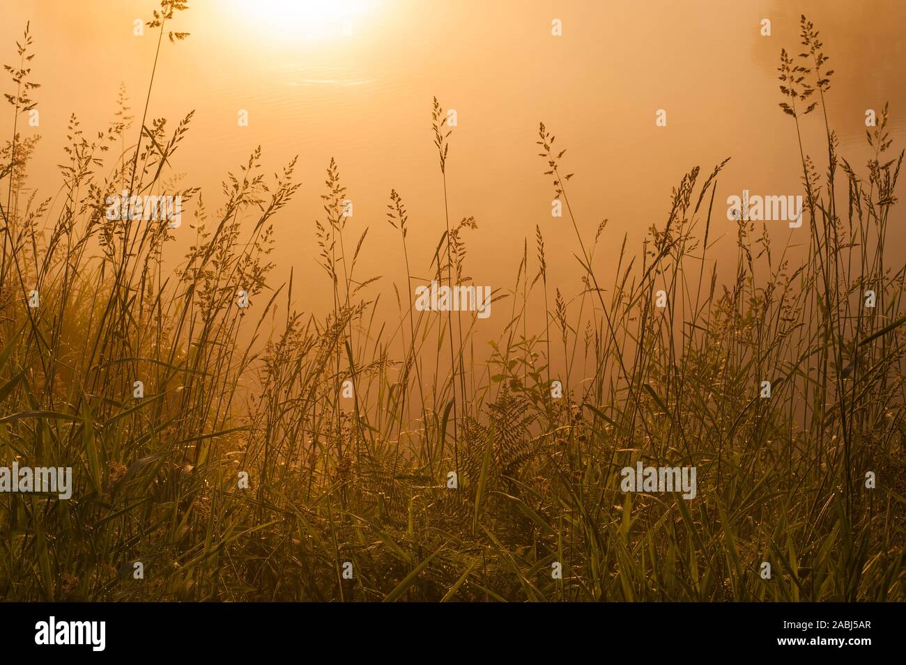 Snohomish Valley sunrise nella nebbia con erba alta Foto Stock