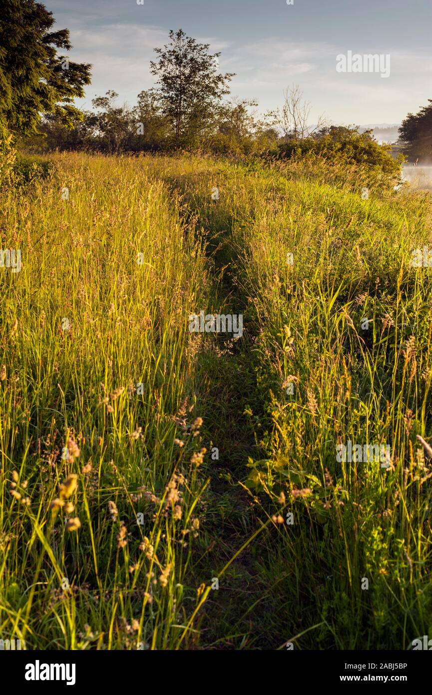 Snohomish Valley sunrise con percorso a piedi attraverso erba alta lungo il fiume Foto Stock