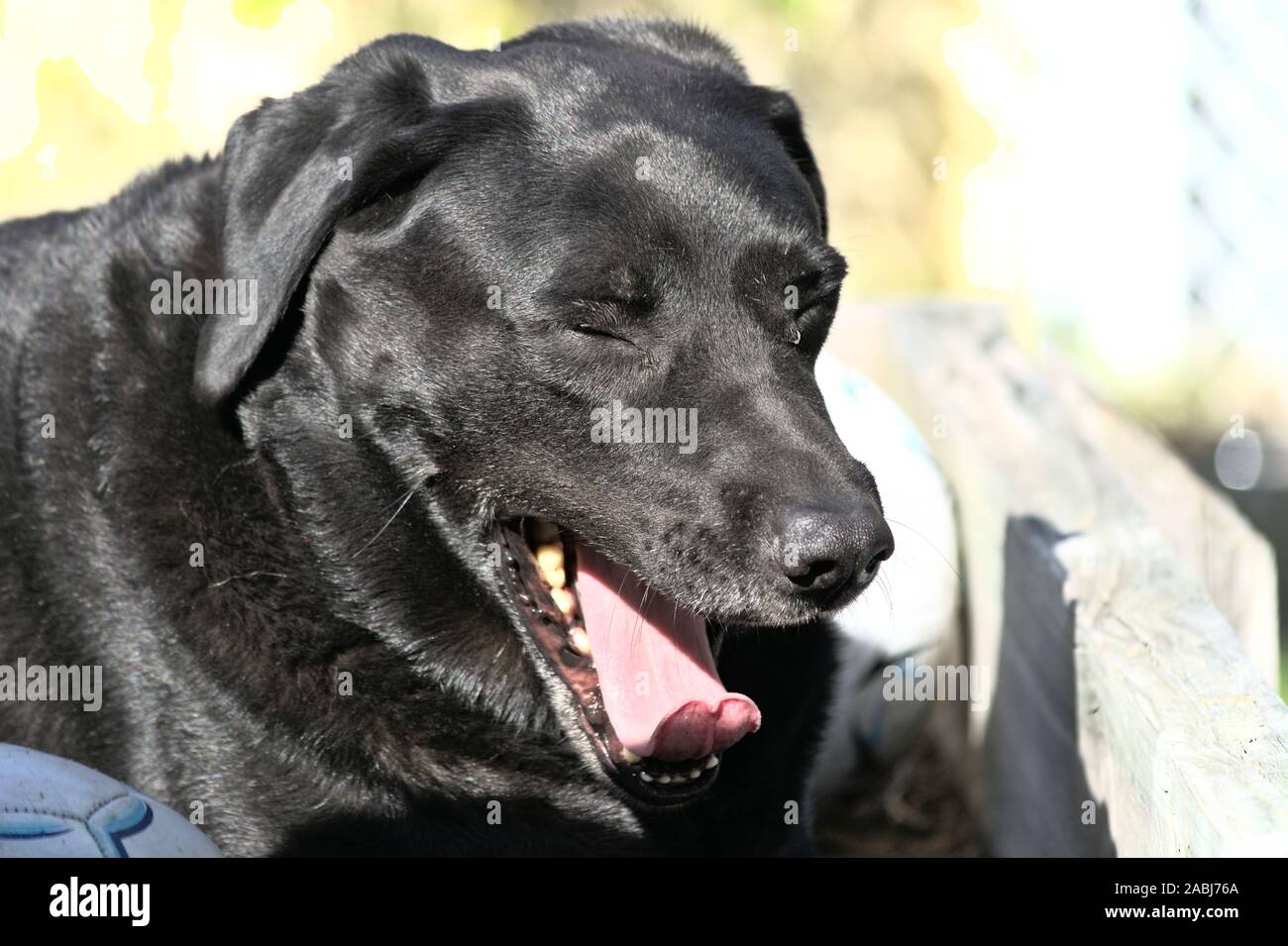 Cane di sbadiglio Foto Stock