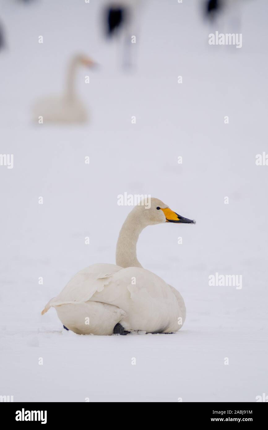Whooper cigni a Kushiro Hokkaido in Giappone Foto Stock