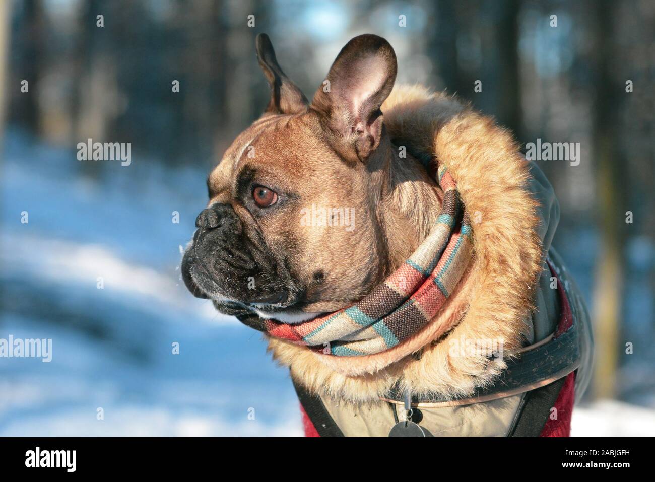 Brown bulldog francese cane indossare caldo cappotto invernale con collare di pelliccia e sciarpa di fronte sfocate snowforest inverno sfondo verticale Foto Stock