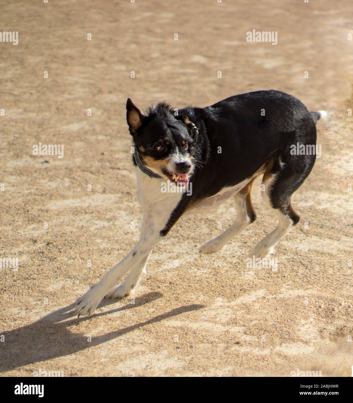 Arrabbiato cane con la faccia di demone Foto Stock