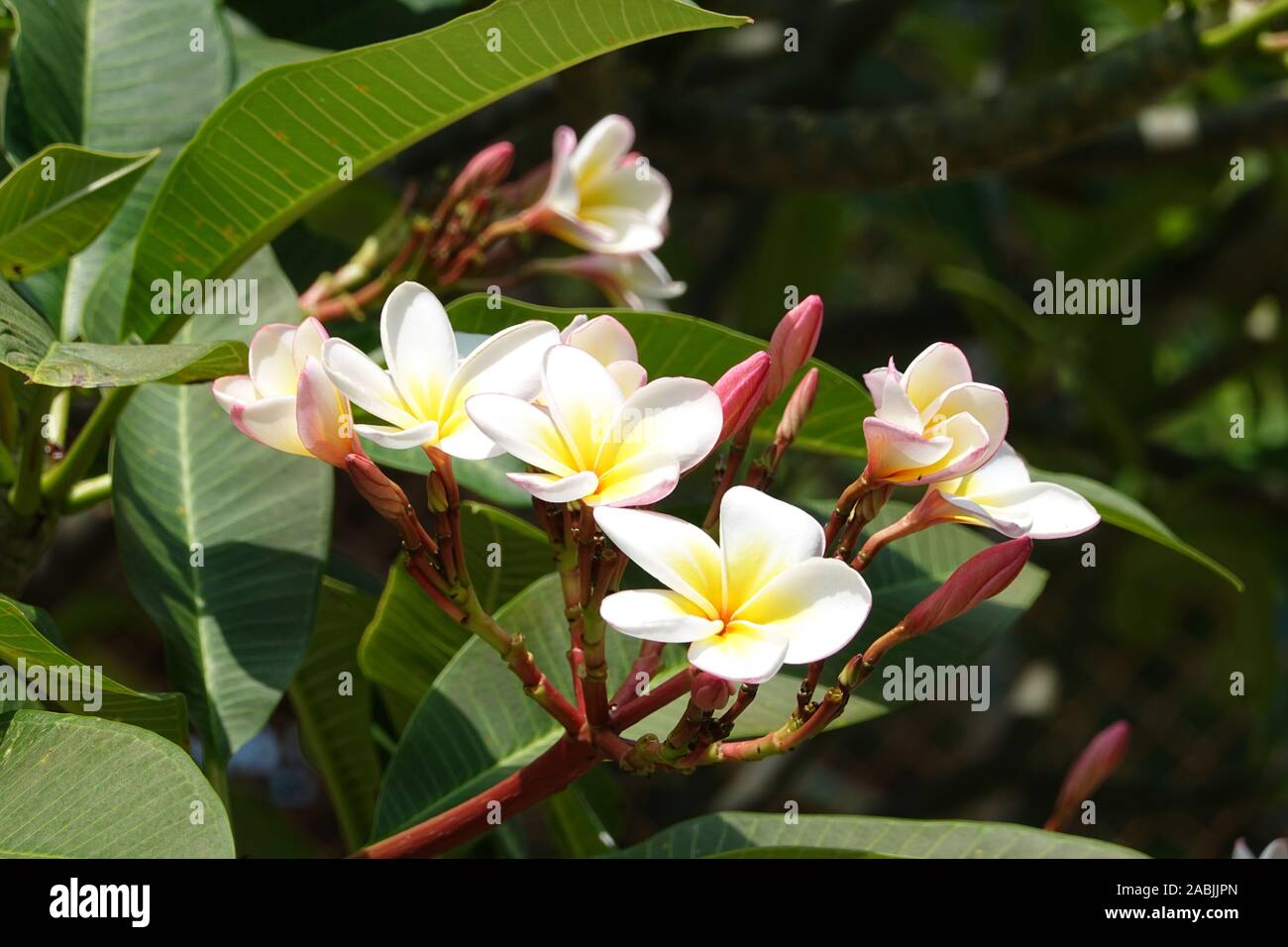Il Frangipani bianco fiori e boccioli di Plumeria Alba, ramo con fiori di colore giallo con al centro nella luce del sole sullo sfondo sfocato - close up, Foto Stock