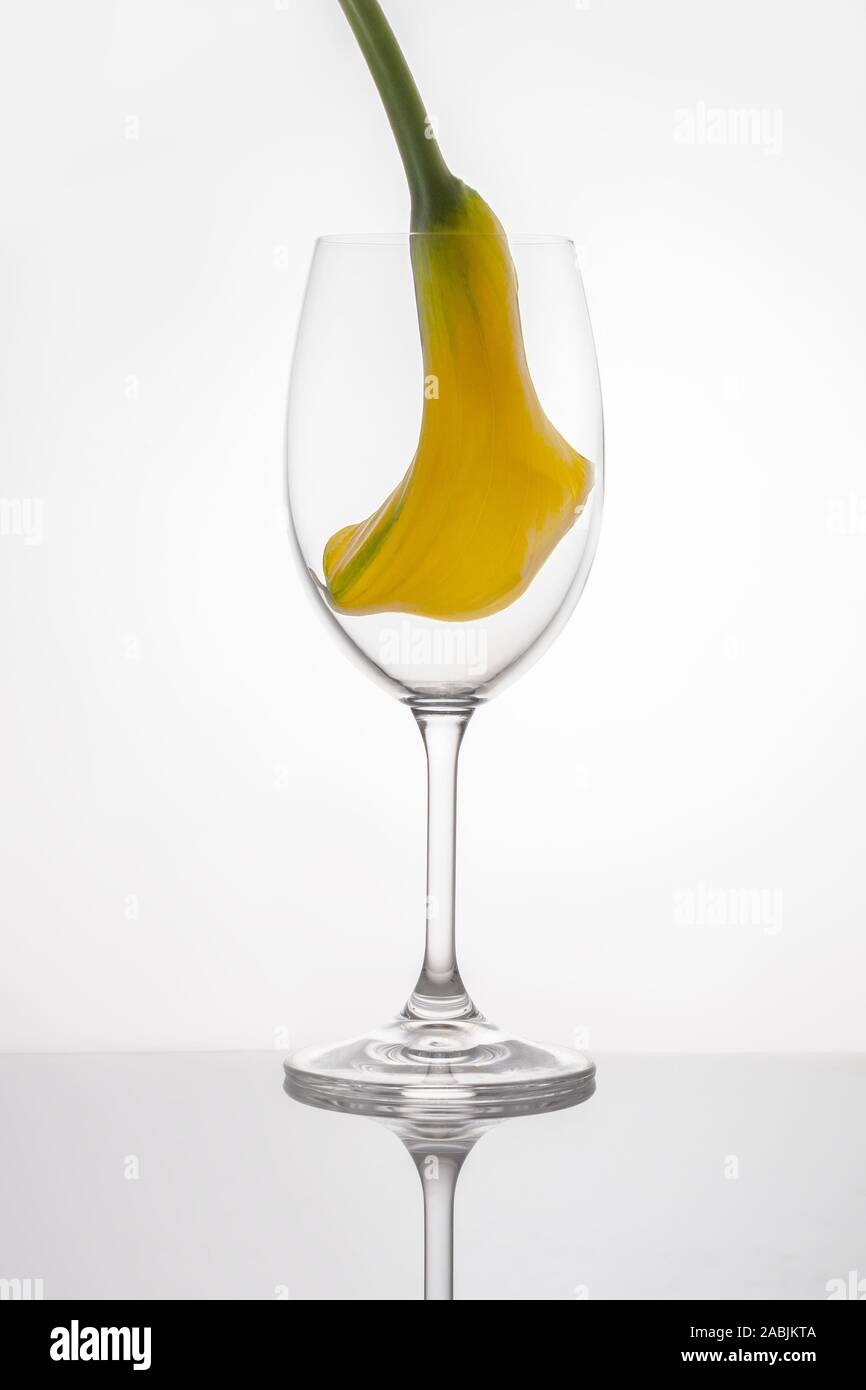 Un giallo brillante calla bud all'interno di un bicchiere di vino come un uccello catturato in una gabbia al buio su un superficie a specchio e uno sfondo bianco Foto Stock