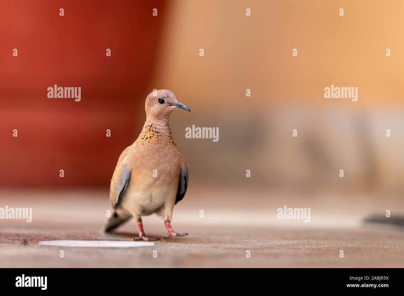 Ridendo colomba o Spilopelia senegalensis pigeon a Jaipur India Foto Stock