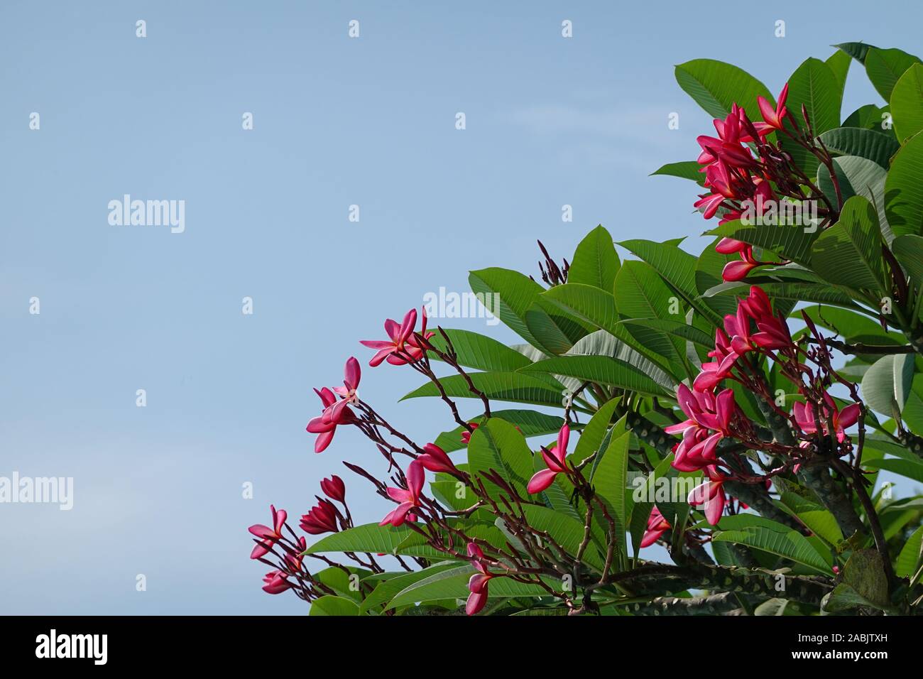 Rosa Frangipani close-up, fiori di Plumeria rubra, ramo con fiori di colore rosa con la luce del sole e cielo blu, westindian Jasmin, spa consept Foto Stock
