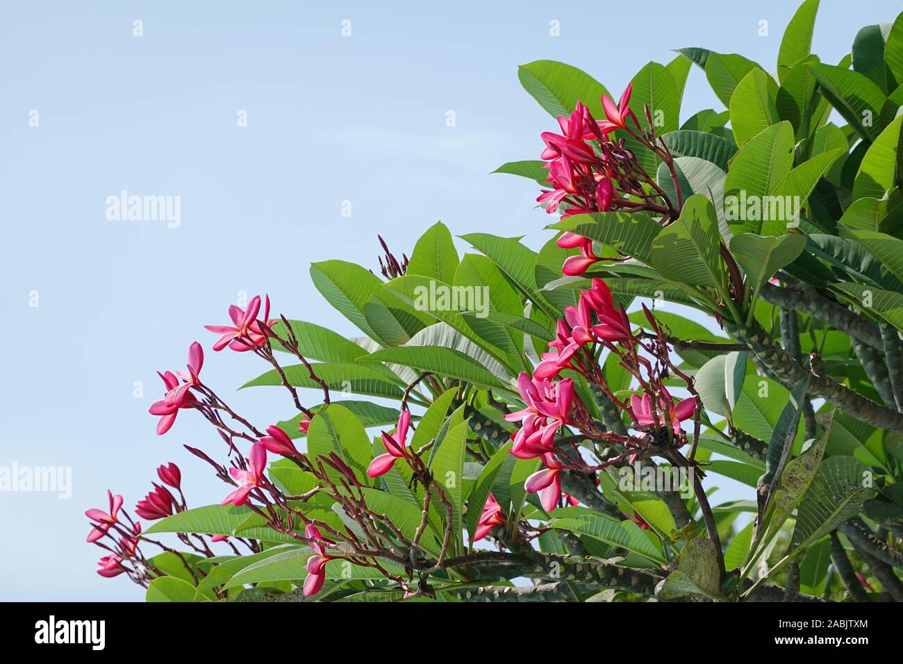 Rosa Frangipani close-up, fiori di Plumeria rubra, ramo con fiori di colore rosa con la luce del sole e cielo blu westindian jasmin Foto Stock