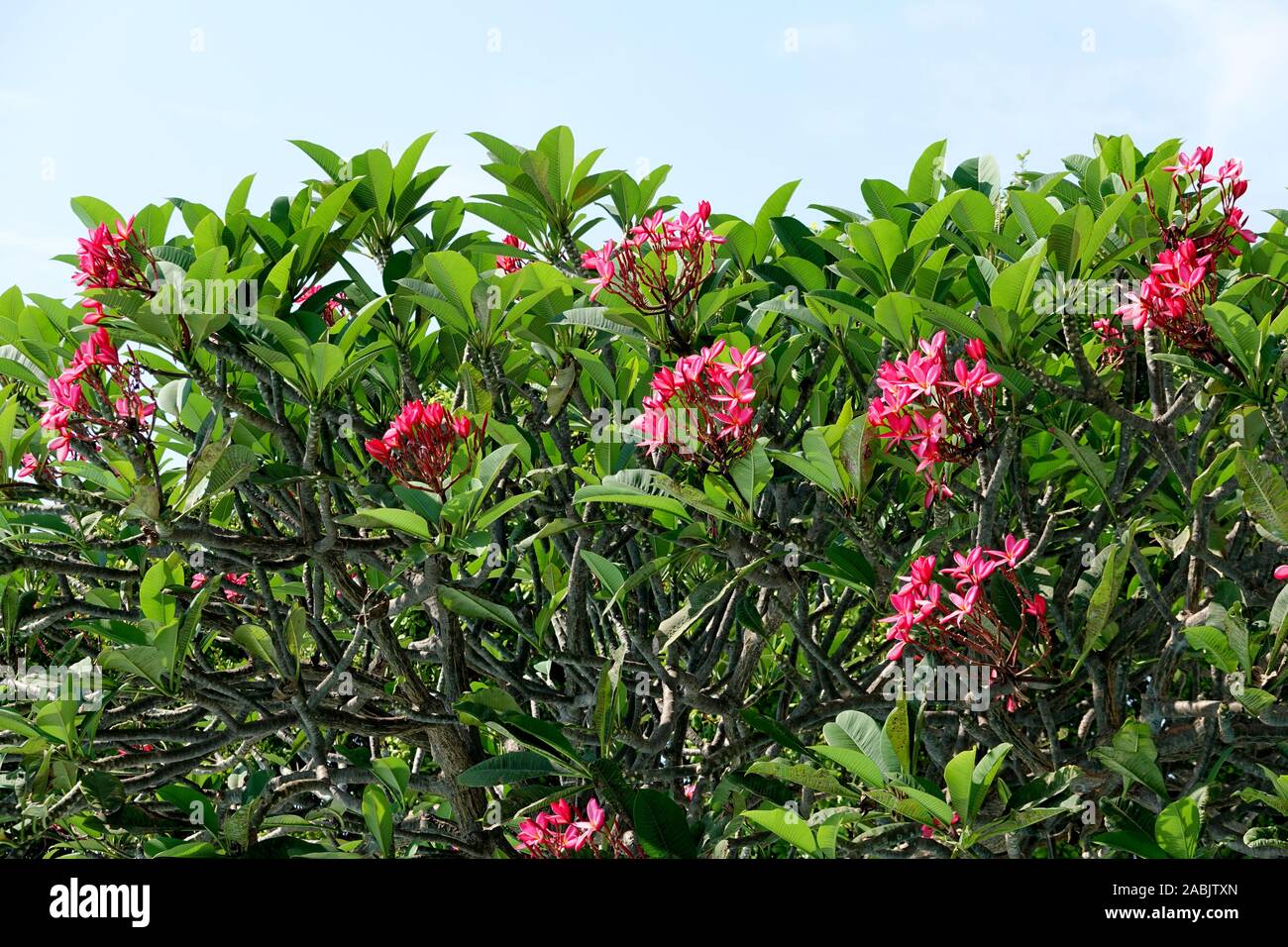 Rosa Frangipani close-up, fiori di Plumeria rubra, ramo con fiori di colore rosa con la luce del sole e cielo blu, westindian Jasmin, spa consept Foto Stock