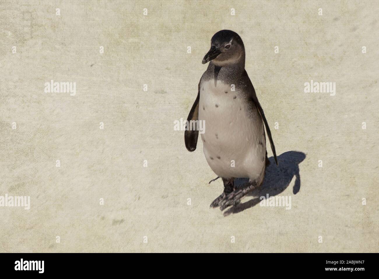 Pinguino africano di camminare sulla spiaggia di Simonstown, Sud Africa Foto Stock