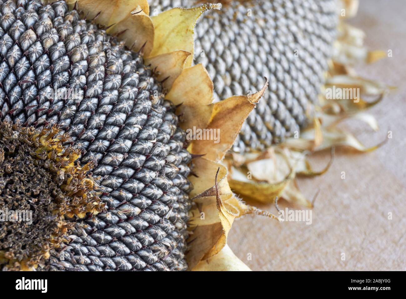 Close-up di due secche semi di girasole teste con grigio modello seme e appassiti giallo e marrone a foglie su un sfondo di legno Foto Stock