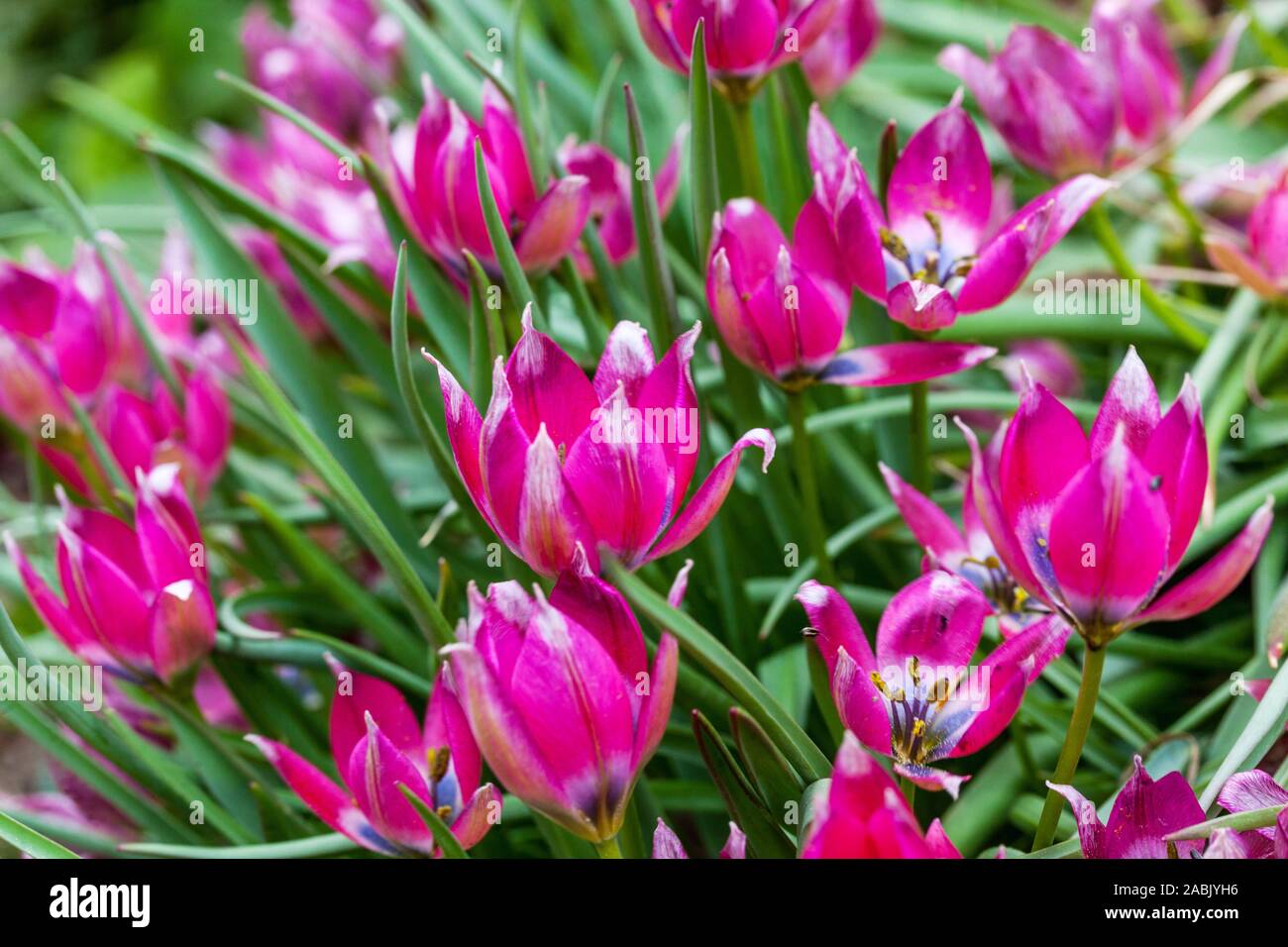 Red Tulip Tulipa 'po' di bellezza Foto Stock
