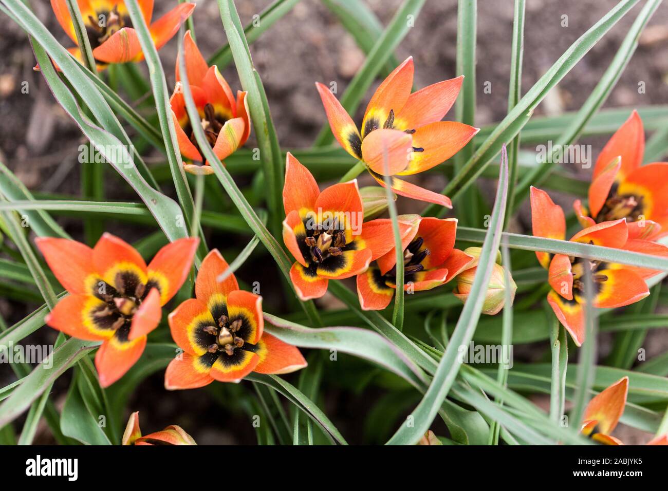 Orange Tulip Tulipa 'Little Princess' Foto Stock