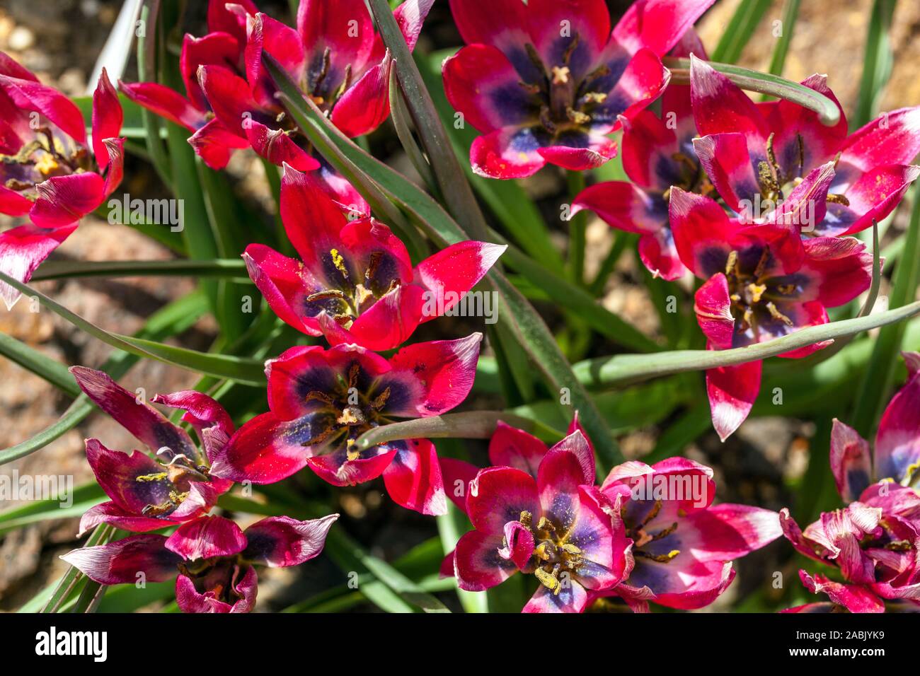 Red Tulip Tulipa 'po' di bellezza Foto Stock