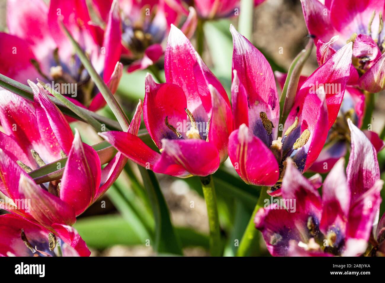 Red Tulip Tulipa 'Little Beauty' rosso fiori primavera giardino Foto Stock