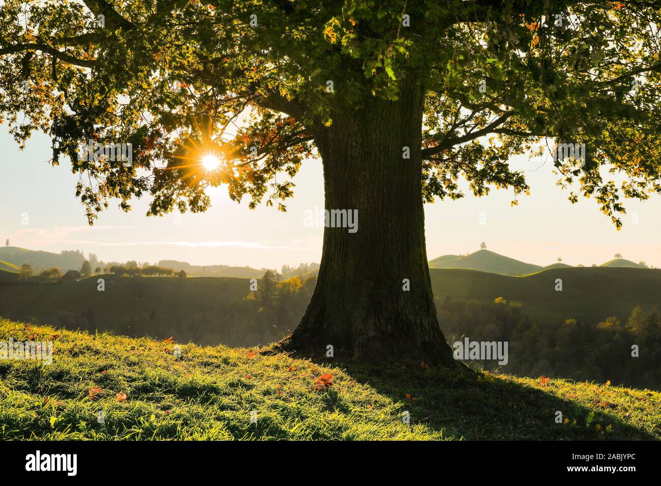 Rovere, botti di quercia (Quercus petraea) a Hirzelpass. Zurich, Svizzera Foto Stock