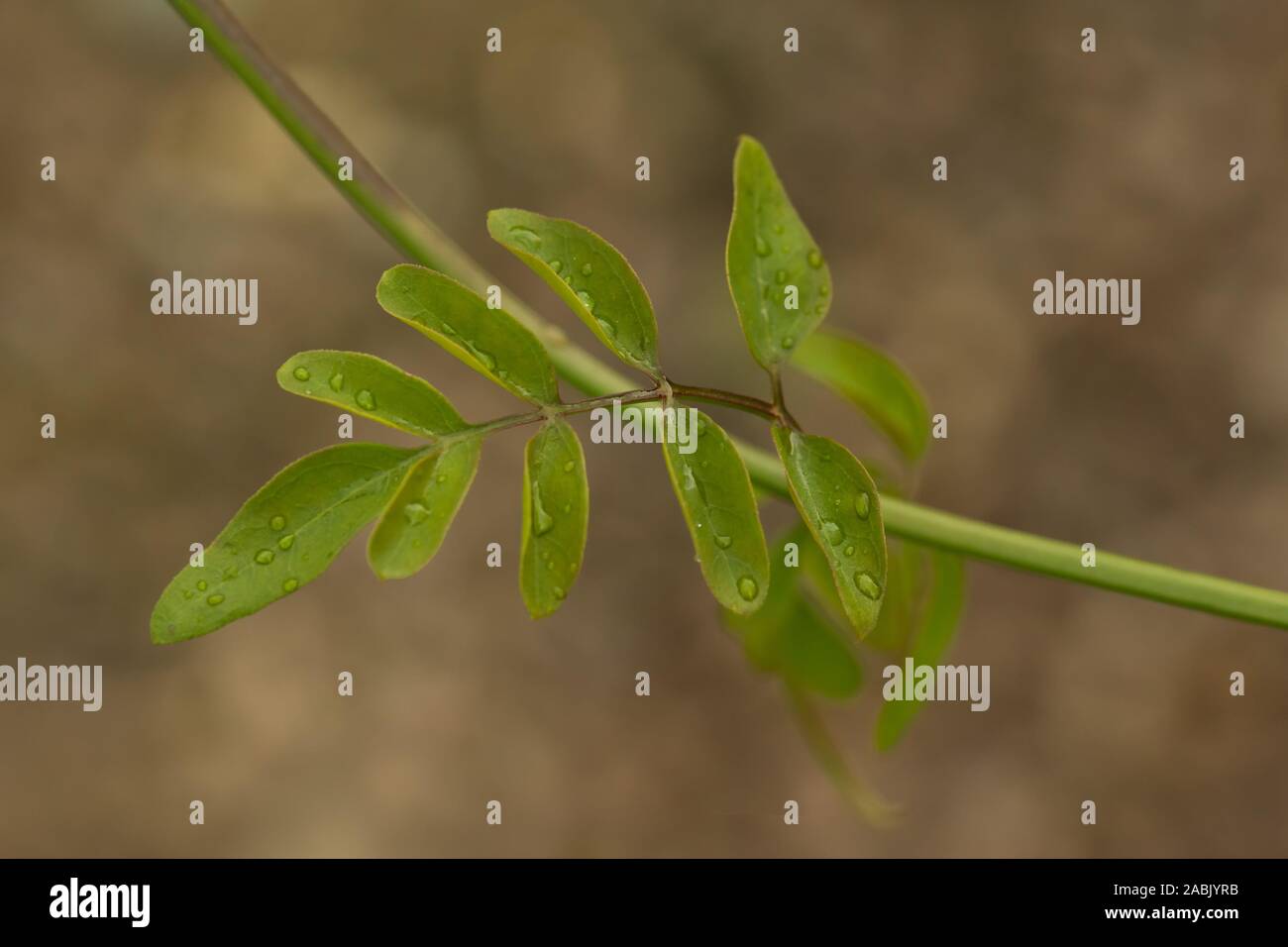 Close up del verde foglie colorate di un giovane ramo di Jasminum officinale con blured sfondo. Jasminum officinale, noto come il gelsomino comune Foto Stock