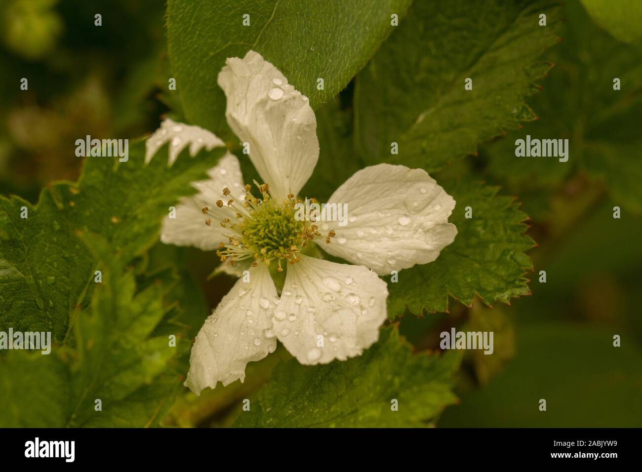 Chiudere su un unico blackberry bianco fiore (Rubus fruticosus nessy) coperto di gocce di pioggia, circondato da foglie verdi - messa a fuoco selettiva Foto Stock