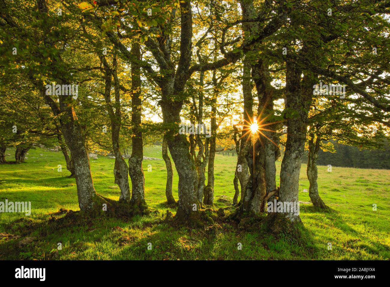 Il sole splende attraverso un gruppo di faggi, Svizzera Foto Stock