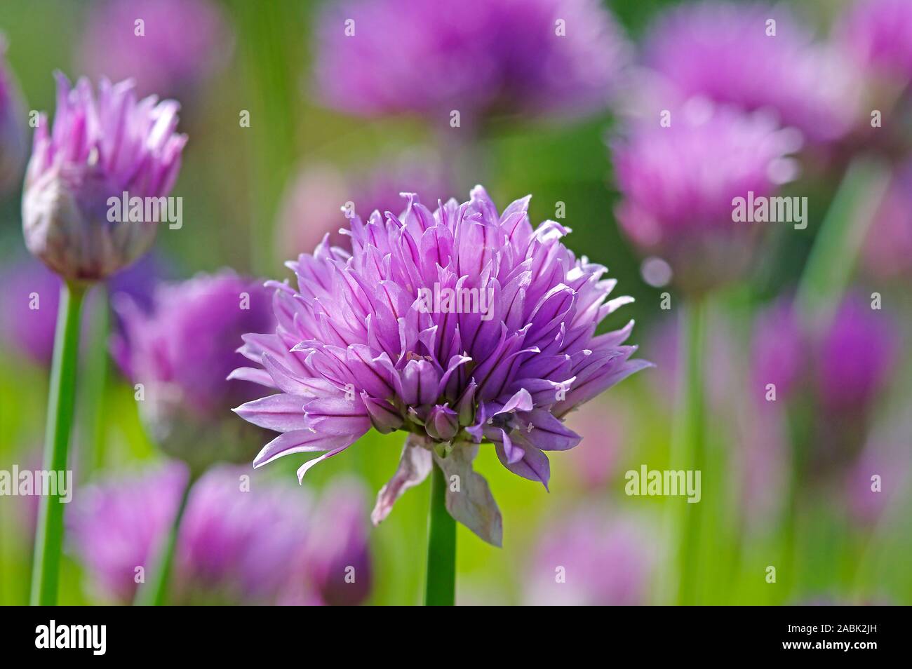 Erba cipollina (Allium schoenoprasum), fiori. Germania Foto Stock