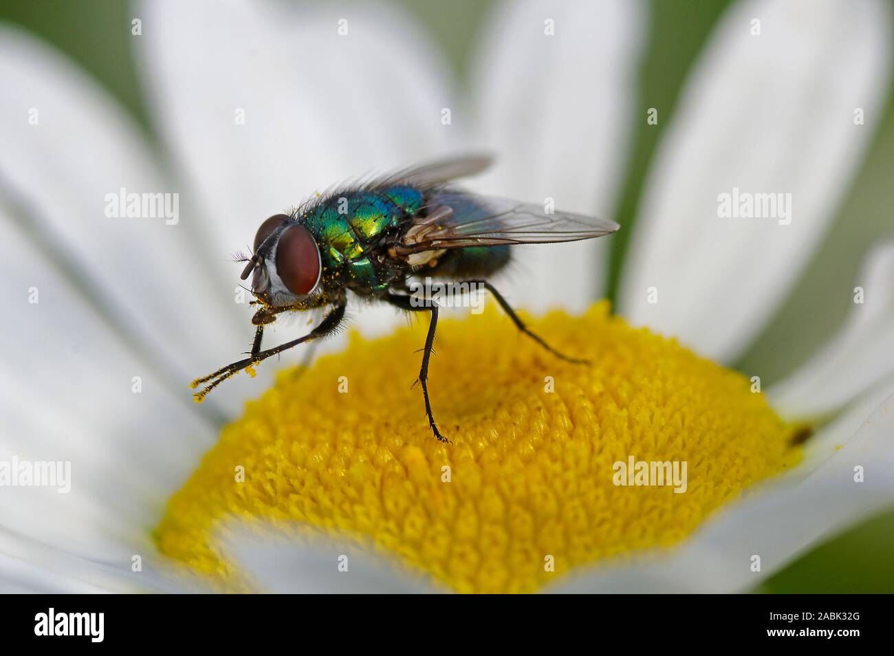 Greenbottle comune (Lucilia caesar). Adulto su Margherita occhio di bue fiore. Germania Foto Stock
