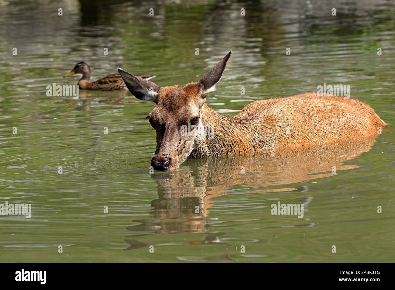 Il cervo (Cervus elaphus). Un hind sorge in una foresta poco profondo laghetto, bagna e bevande. Un germano reale nuota passato, mosche disturbano l'animale. Germania Foto Stock