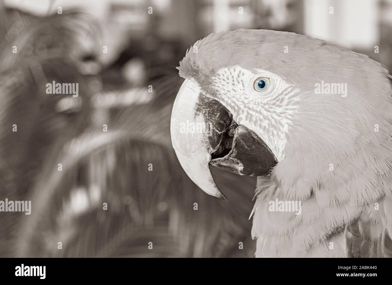 pic Immagini Pappagalli Bambini alamy