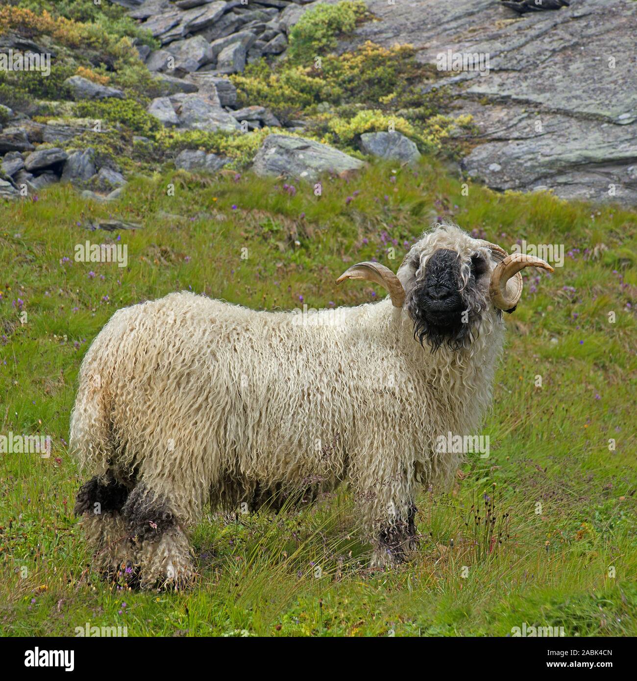 Vallese Blacknose pecore. Ram in piedi sul prato alpino. Vallese, Svizzera Foto Stock