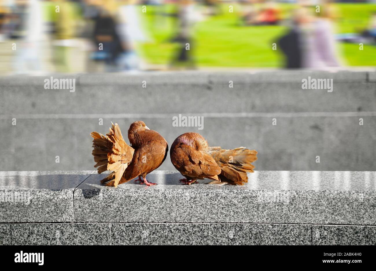 Piccioni amore. Due piccioni in città in estate in piedi di fronte all'altro. Un piccione è imbarazzato, uno un altro buttare fuori il suo torace e ottenere cocky Foto Stock