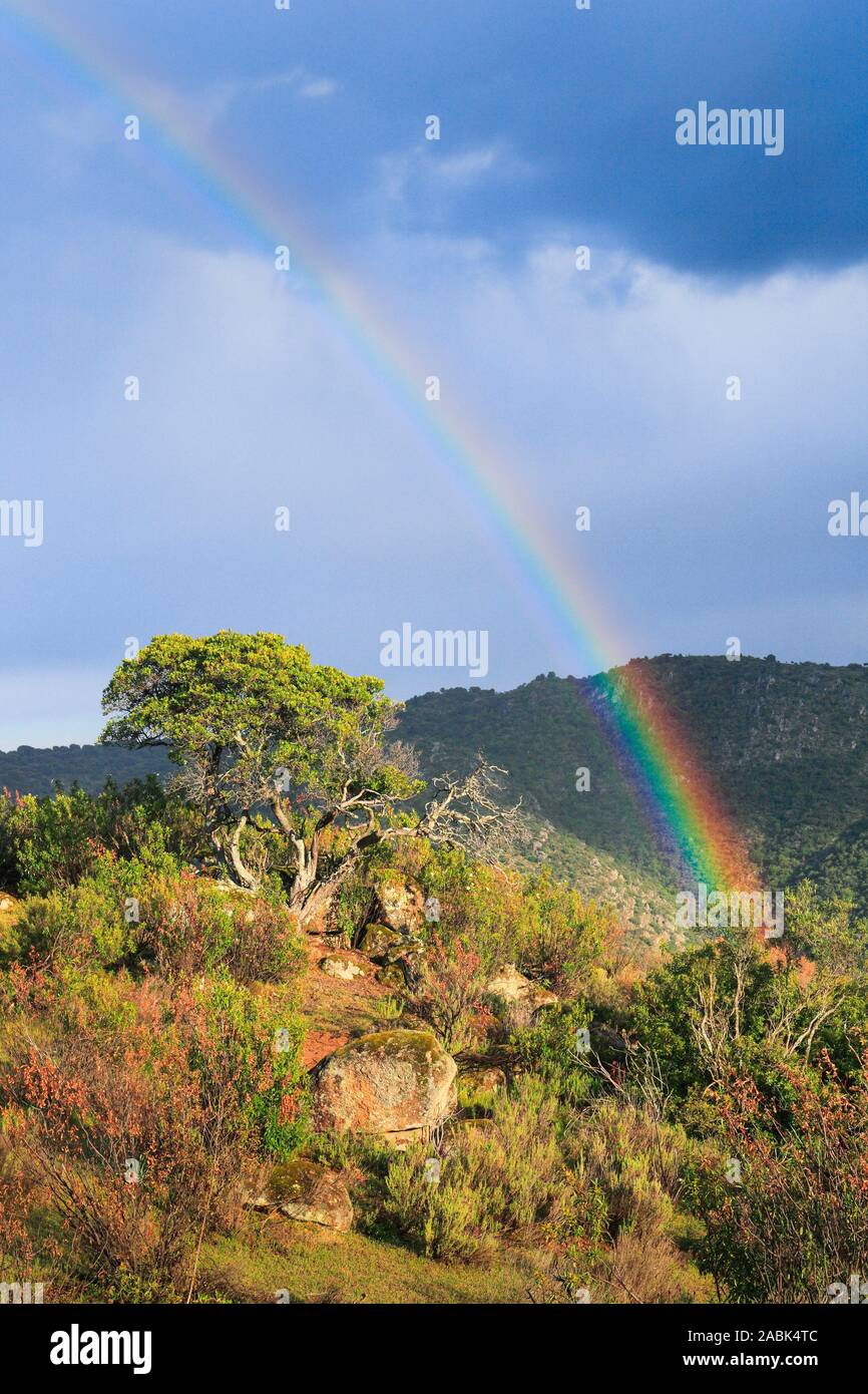 Tipico paesaggio della Sierra de Andujar National Park, Provincia di Jaen, Andalusia, qui vive il raro lince iberica Foto Stock