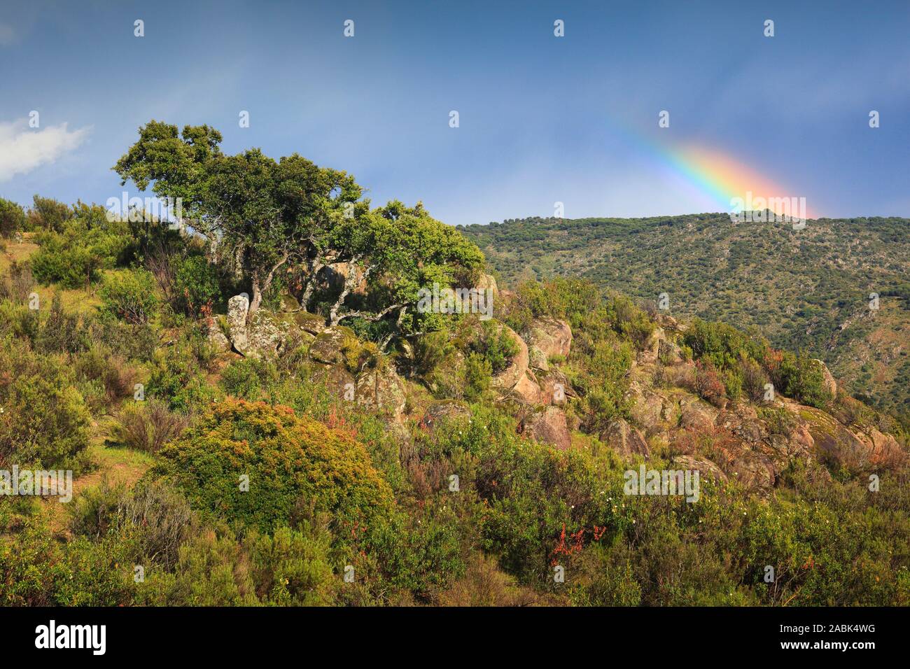 Tipico paesaggio della Sierra de Andujar National Park, Provincia di Jaen, Andalusia, qui vive il raro lince iberica Foto Stock