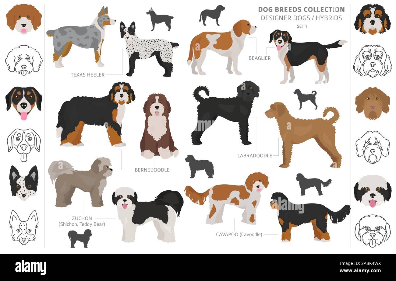 teddy bear designer dog