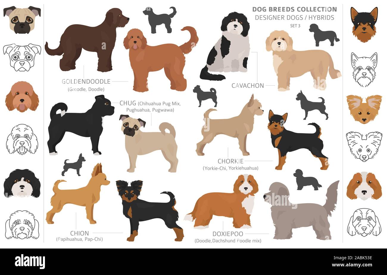 Designer cani, incroci, hybrid mix collezione pooches isolato su bianco. In stile appartamento cane clipart set. Illustrazione Vettoriale Illustrazione Vettoriale