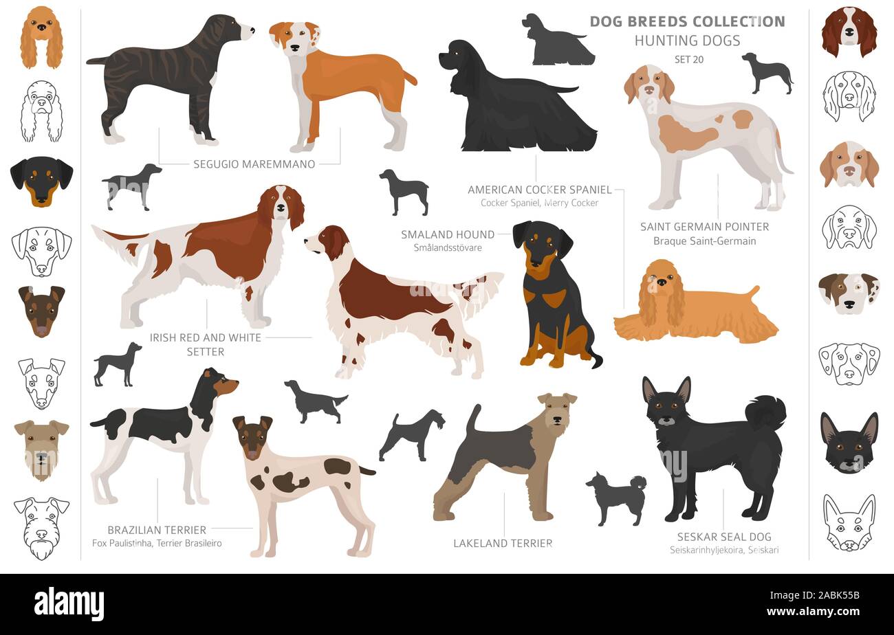 Cani da Caccia isolato di raccolta su bianco clipart. In stile appartamento. Colore diverso, ritratti e sagome. Illustrazione Vettoriale Illustrazione Vettoriale