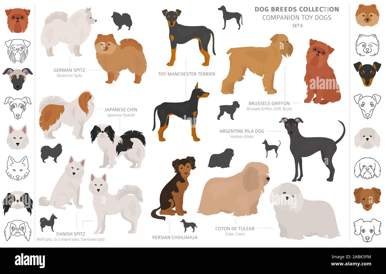 Compagno e miniatura toy cani raccolta isolati su bianco. In stile appartamento. Colore diverso e il paese di origine. Illustrazione Vettoriale Illustrazione Vettoriale