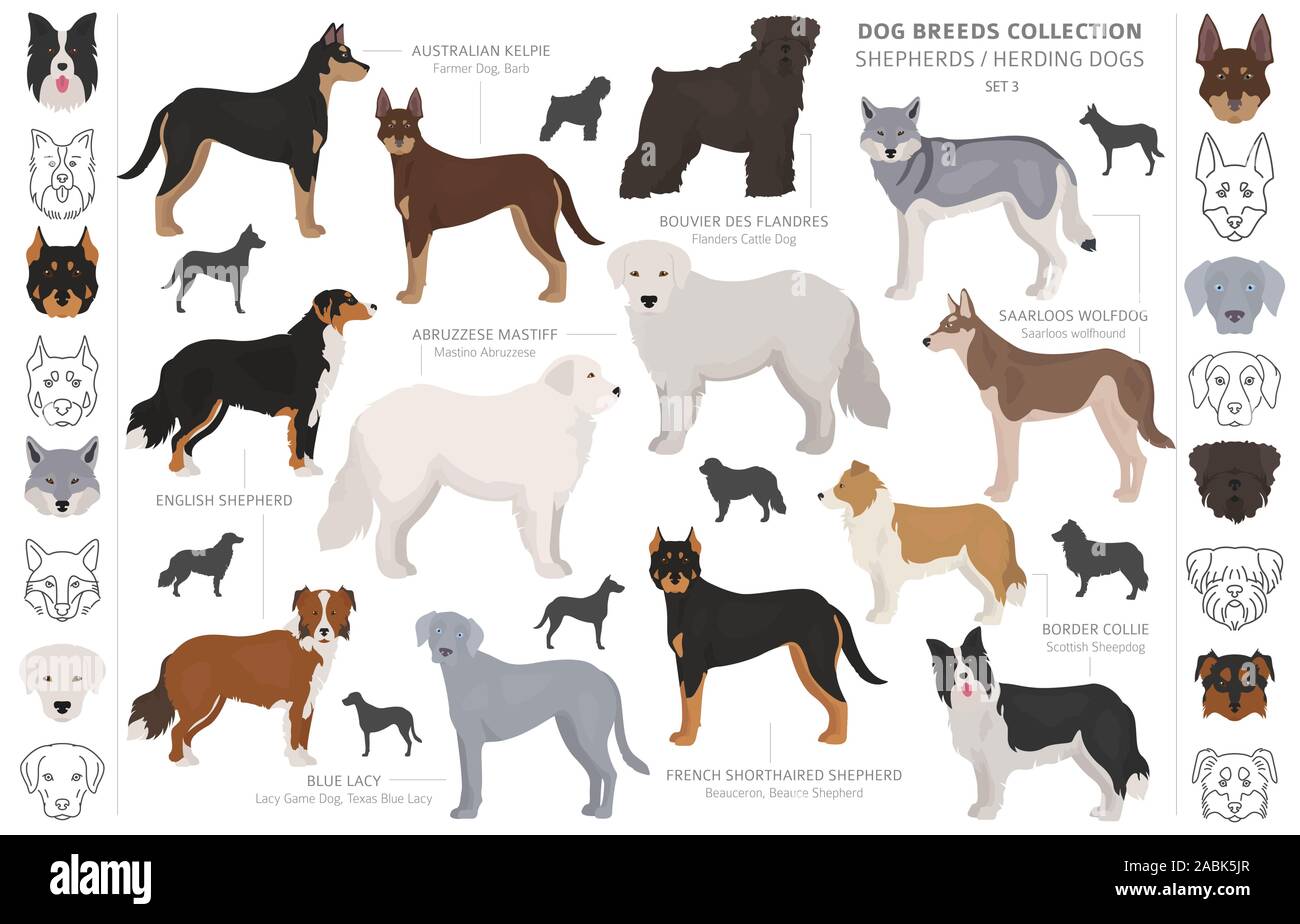 Pastore e pastorizia cani raccolta isolati su bianco. In stile appartamento. Colore diverso e il paese di origine. Illustrazione Vettoriale Illustrazione Vettoriale