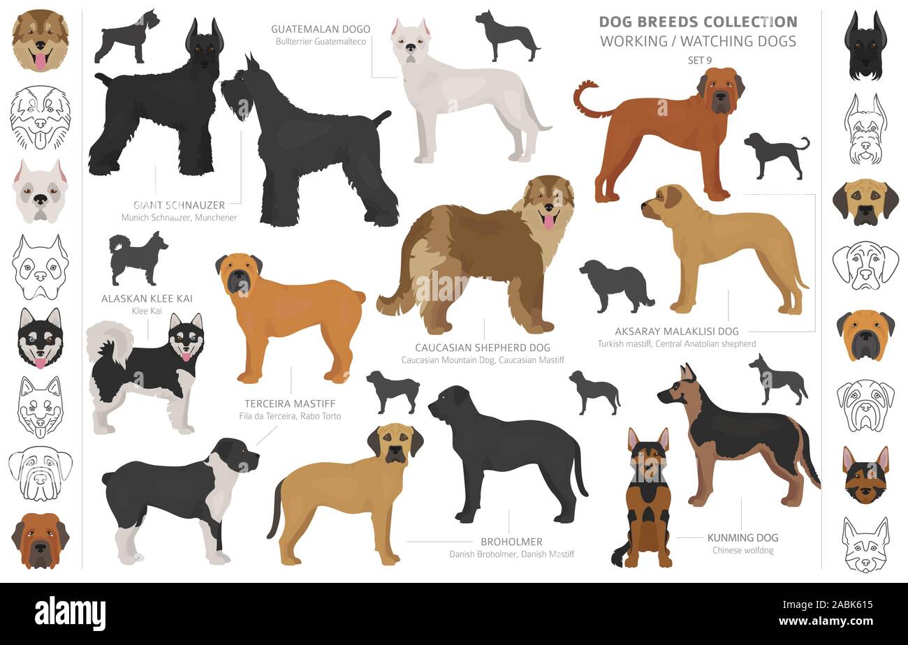 Lavoro, servizio e guardare i cani raccolta isolati su bianco. In stile appartamento. Colore diverso e il paese di origine. Illustrazione Vettoriale Illustrazione Vettoriale
