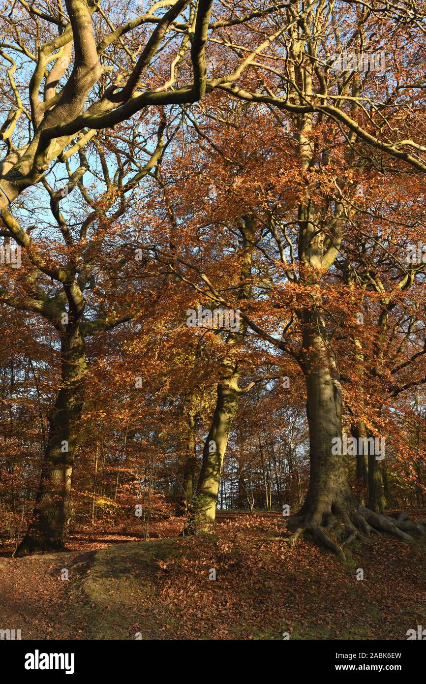 Russet Autumn Tree colore in Queen's Park, Glasgow, Scotland, Regno Unito Foto Stock