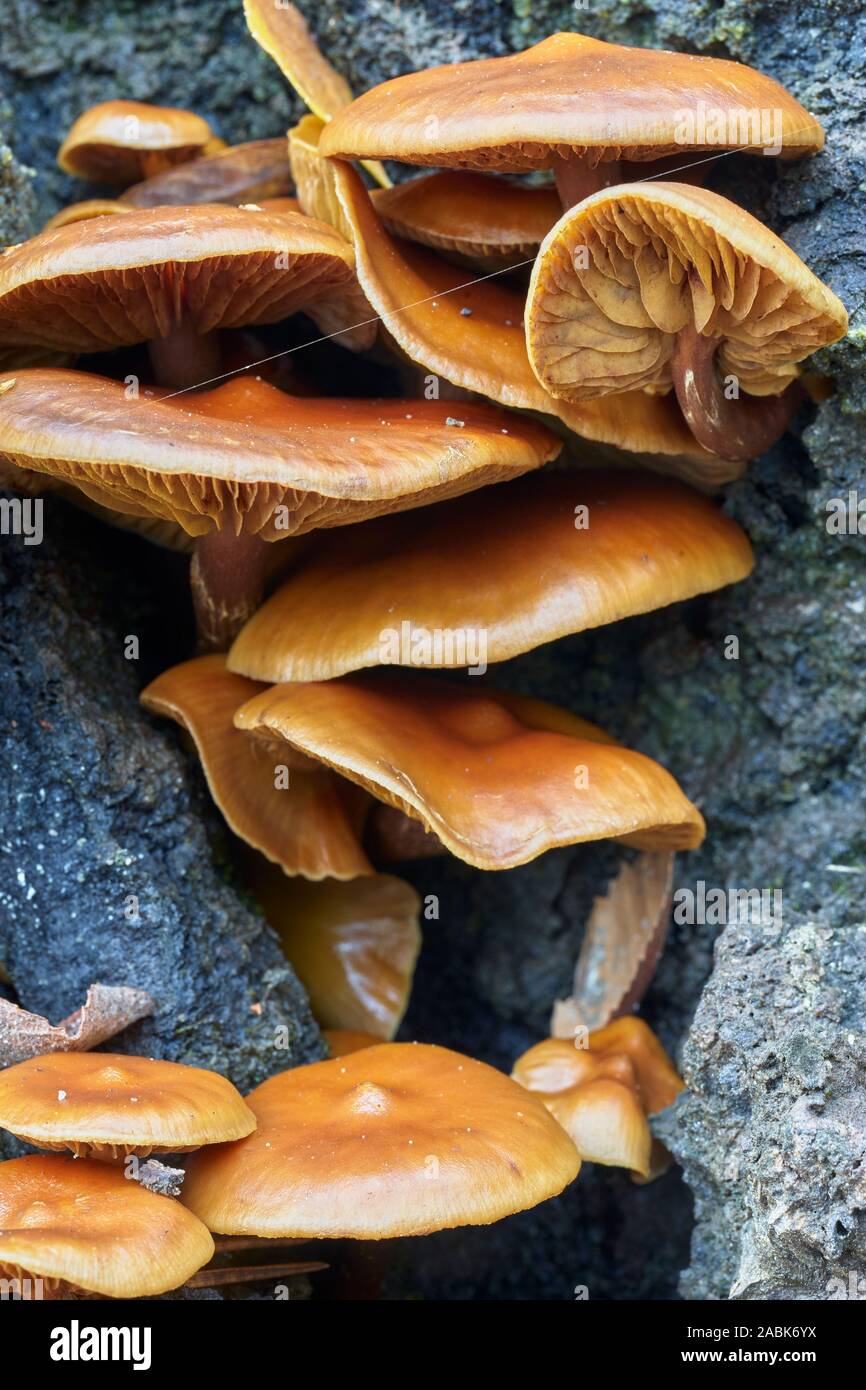 Funghi, possibile gambo di velluto, Flammulina velutipes, morto sul tronco di albero, Glen Affric, Inverness, Highland, Scozia Foto Stock