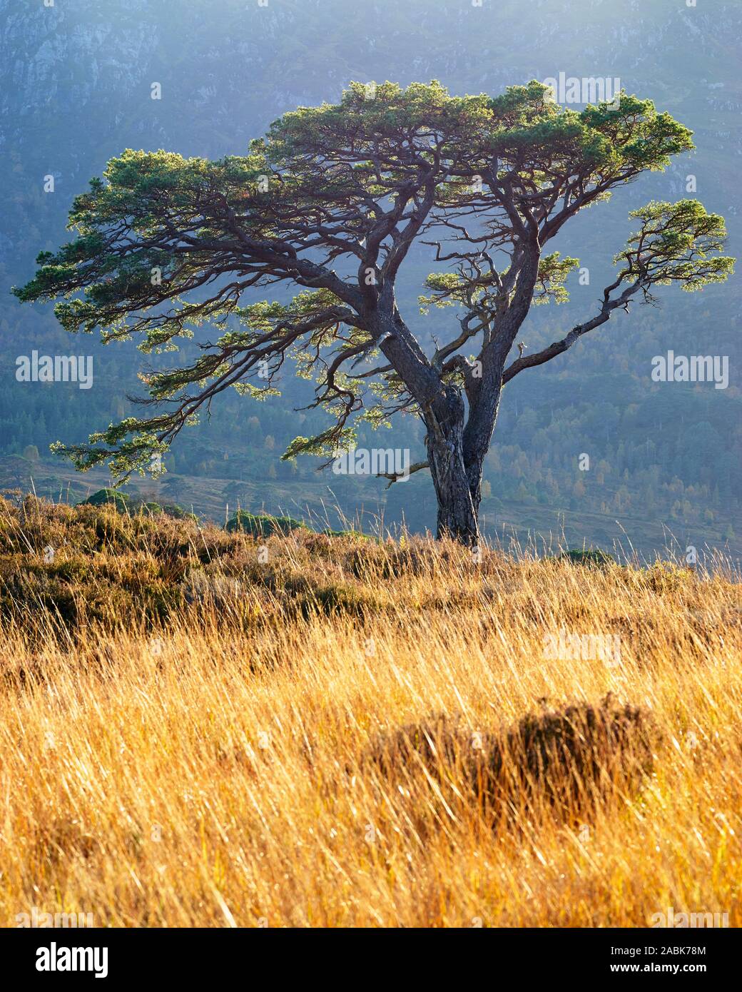 Una solitaria di pino silvestre albero in Glen Affric, Inverness, Highland, Scozia Foto Stock