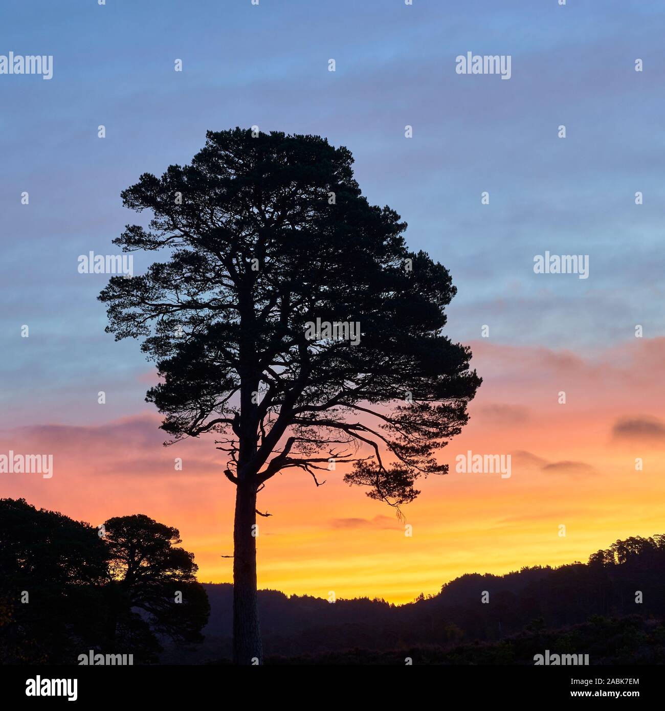 Unico di pino silvestre stagliano dal sunrise, Glen Affric, Inverness, Highland, Scozia. Foto Stock