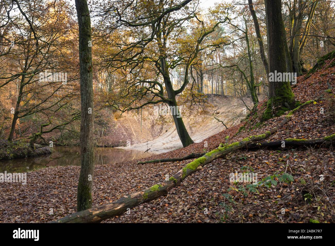 Il paesaggio della valle del flusso 'leudal' con alberi di quercia in autunno e streamlet Leubeek Nella bellissima Limburg, Paesi Bassi Foto Stock