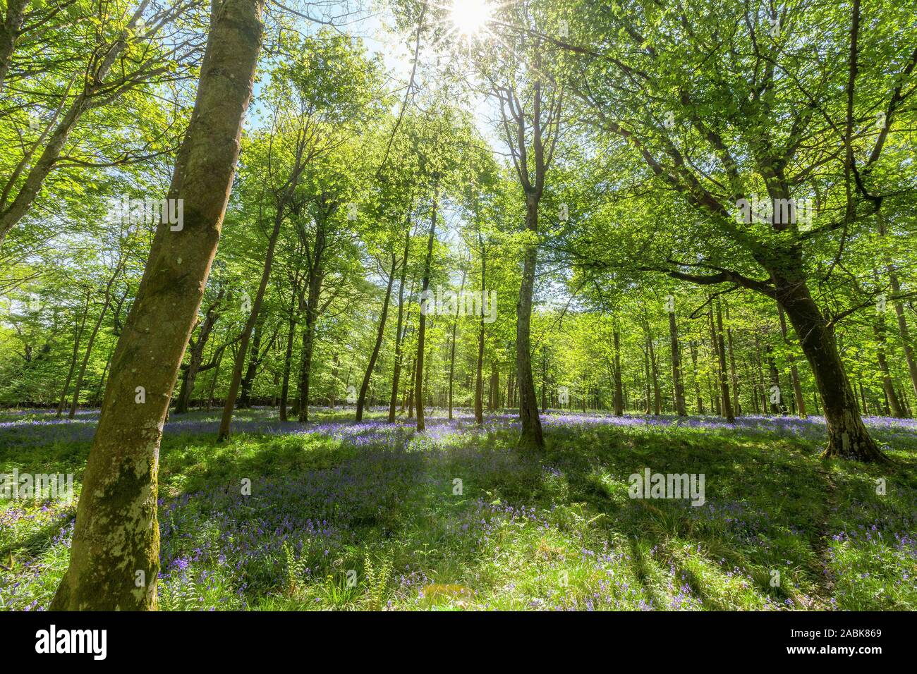 Vista dentro un bluebell legno con lo streaming di luce attraverso gli alberi. Foto Stock