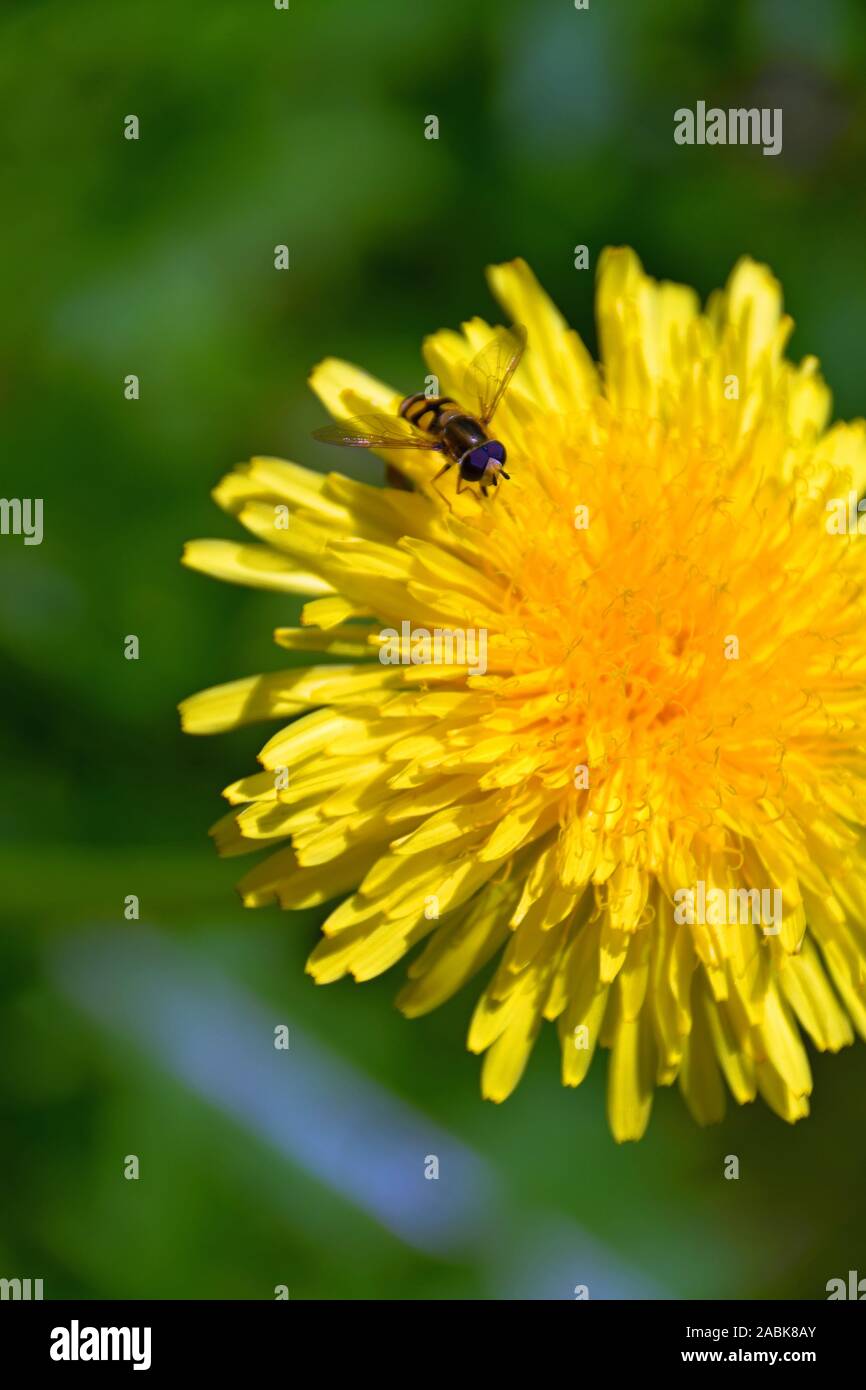 Close-up di un hoverfly su un dente di leone in fiore Foto Stock