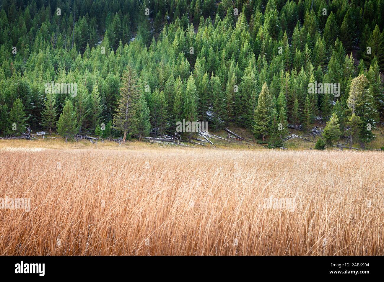Due toni di erba arancione e verde di pini sul pendio in salita all'interno del parco del Parco Nazionale di Yellowstone, Wyoming negli Stati Uniti. Foto Stock