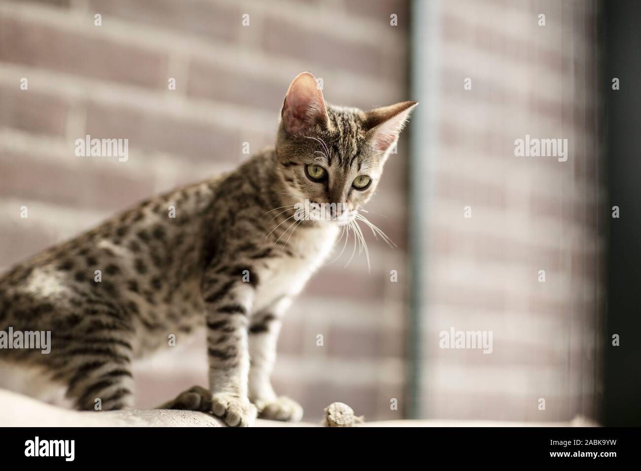 Una bella Savannah Serval kittin ibrida con occhi verdi seduto e guardando leggermente a destra. Molto blu occhi luminosi Foto Stock