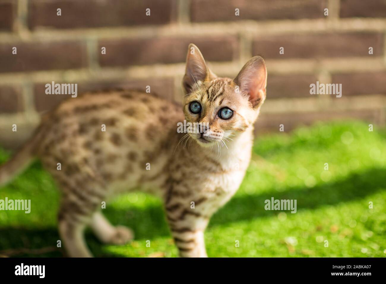 Una bella Savannah Serval kittin ibrida con molto Blu lo sguardo in alto circondato da erba verde e una parete Foto Stock