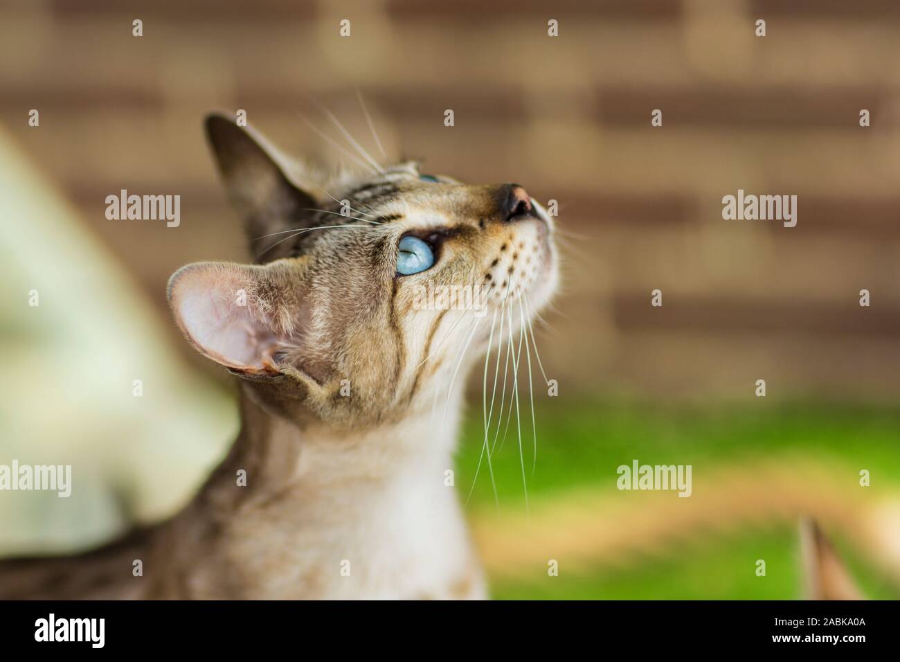 Ritratto di una bella Savannah Serval hybrid kittin cat con molto Blu occhi guardando verso l'alto. Marrone sfondo sfocato Foto Stock