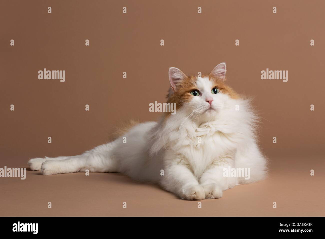 Bagno turco van gatto bianco e marrone di seduta su una scalfittura post Foto Stock