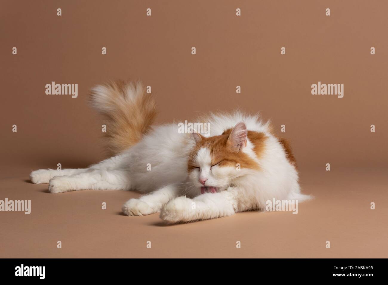 Bagno turco van cat isolata su uno sfondo marrone e pulizia leccare se stesso. Bianco soffice pelliccia angora e i dettagli di marrone, grande gatto di razza. Grande e luminosa gree Foto Stock